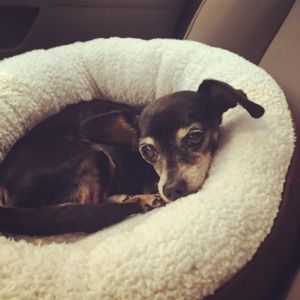 Meet your Posher, Gavin